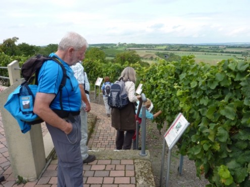 Weinfahrsulzfeld2011